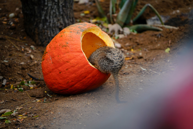 FOTOGALERIE: Pro hrochy jednohubka, pro surikaty domeček. Zvířata v zoo dostala dýně