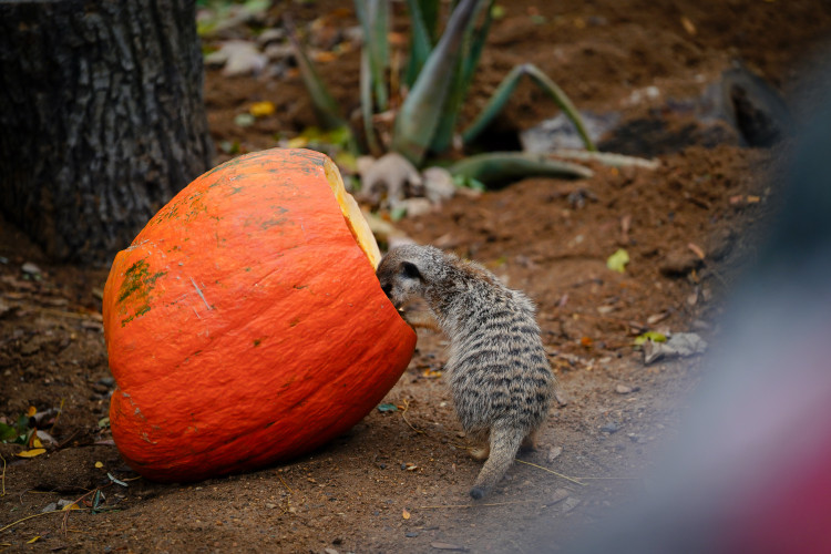 FOTOGALERIE: Pro hrochy jednohubka, pro surikaty domeček. Zvířata v zoo dostala dýně