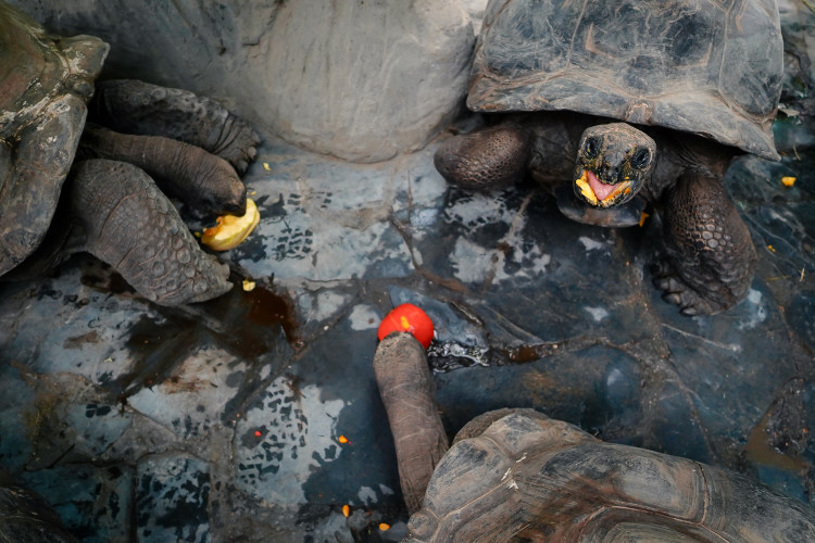FOTOGALERIE: Pro hrochy jednohubka, pro surikaty domeček. Zvířata v zoo dostala dýně