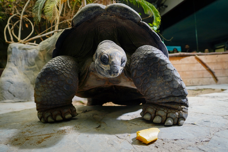 FOTOGALERIE: Pro hrochy jednohubka, pro surikaty domeček. Zvířata v zoo dostala dýně