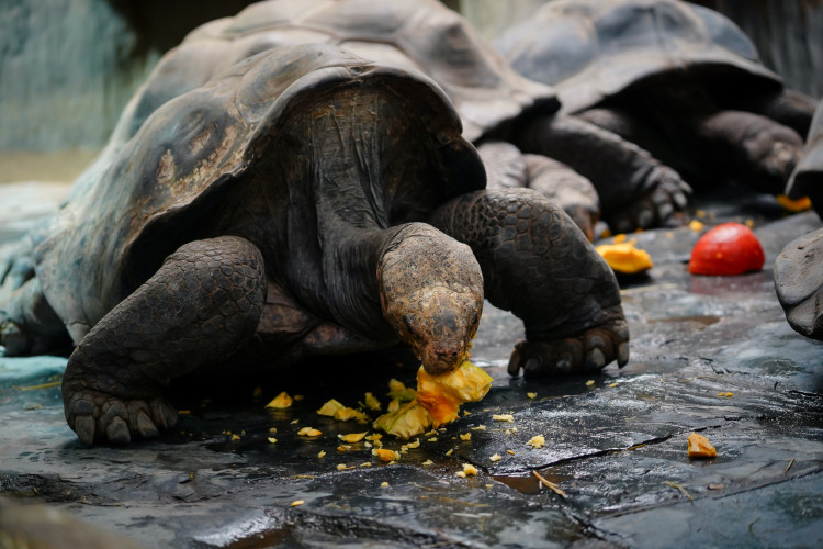 FOTOGALERIE: Pro hrochy jednohubka, pro surikaty domeček. Zvířata v zoo dostala dýně