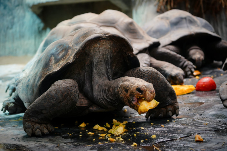FOTOGALERIE: Pro hrochy jednohubka, pro surikaty domeček. Zvířata v zoo dostala dýně