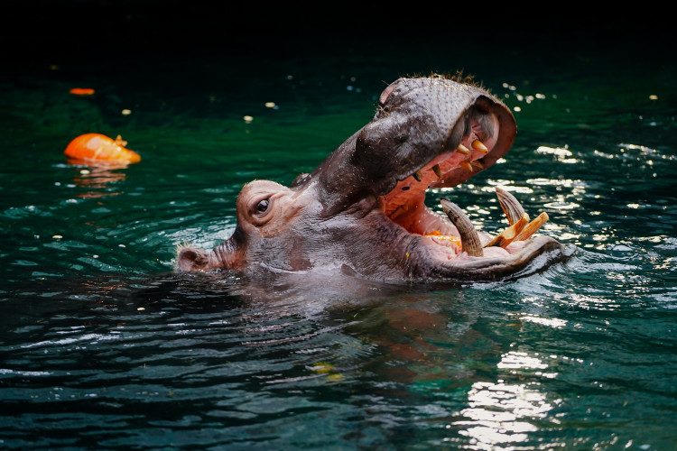 FOTOGALERIE: Pro hrochy jednohubka, pro surikaty domeček. Zvířata v zoo dostala dýně