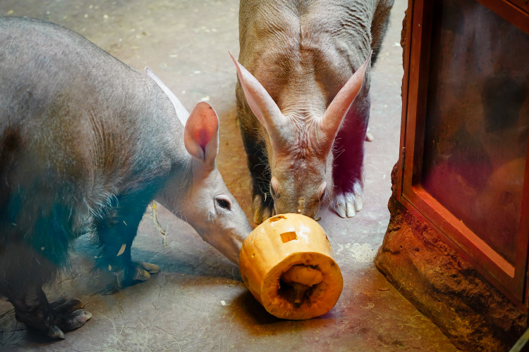 FOTOGALERIE: Pro hrochy jednohubka, pro surikaty domeček. Zvířata v zoo dostala dýně