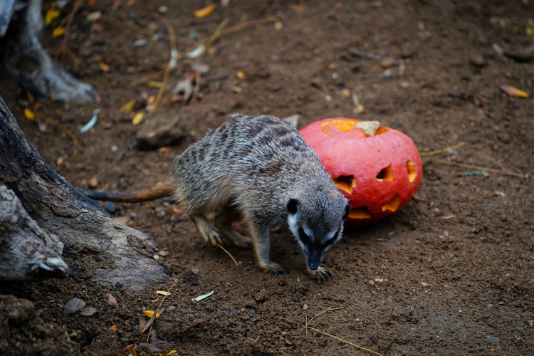 FOTOGALERIE: Pro hrochy jednohubka, pro surikaty domeček. Zvířata v zoo dostala dýně