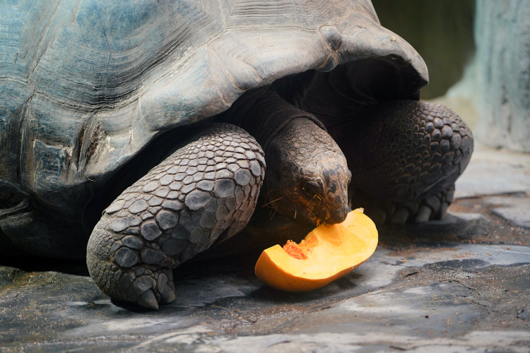FOTOGALERIE: Pro hrochy jednohubka, pro surikaty domeček. Zvířata v zoo dostala dýně