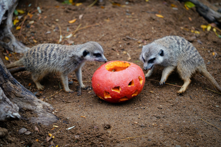 FOTOGALERIE: Pro hrochy jednohubka, pro surikaty domeček. Zvířata v zoo dostala dýně