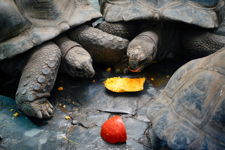 FOTOGALERIE: Pro hrochy jednohubka, pro surikaty domeček. Zvířata v zoo dostala dýně