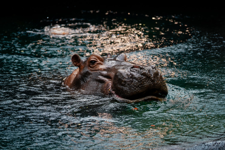 FOTOGALERIE: Pro hrochy jednohubka, pro surikaty domeček. Zvířata v zoo dostala dýně