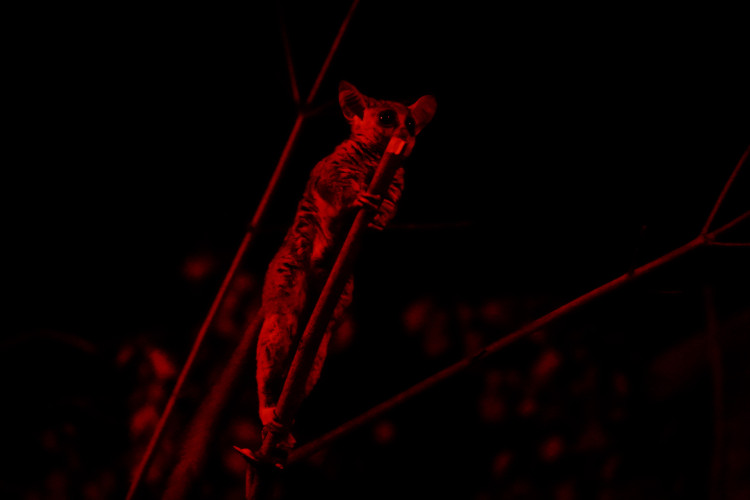 FOTOGALERIE: Podzim v pražské zoo