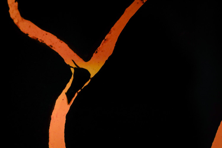 FOTOGALERIE: Podzim v pražské zoo