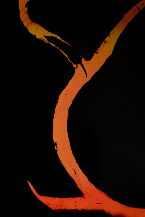 FOTOGALERIE: Podzim v pražské zoo