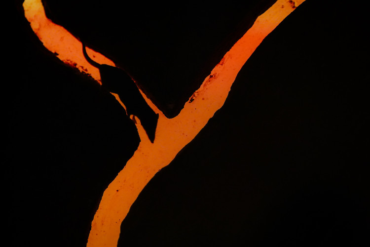 FOTOGALERIE: Podzim v pražské zoo