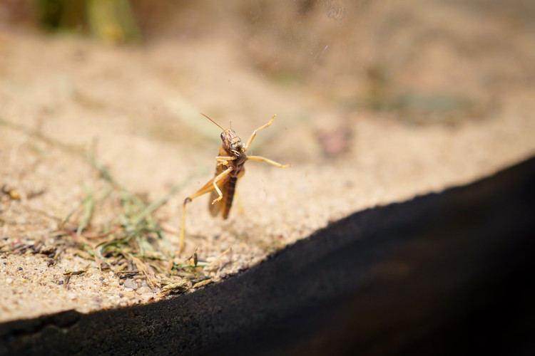 FOTOGALERIE: Podzim v pražské zoo