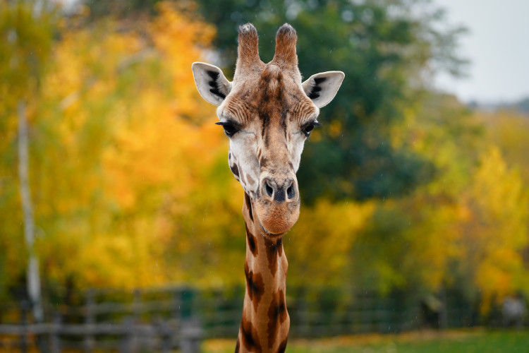 FOTOGALERIE: Podzim v pražské zoo