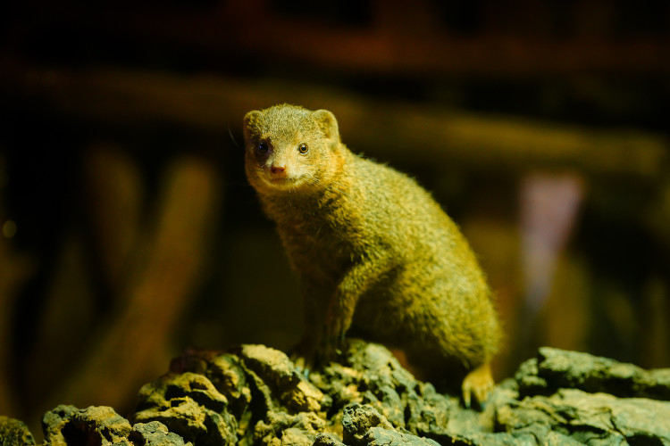 FOTOGALERIE: Podzim v pražské zoo