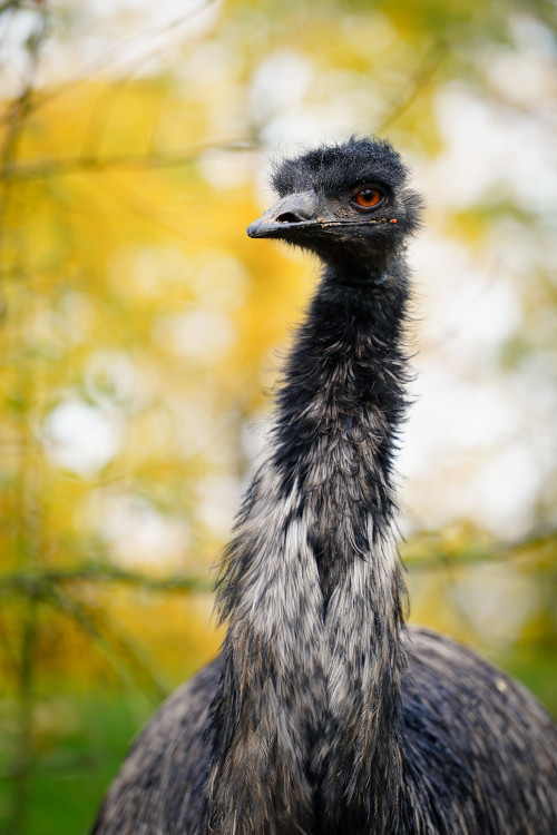 FOTOGALERIE: Podzim v pražské zoo