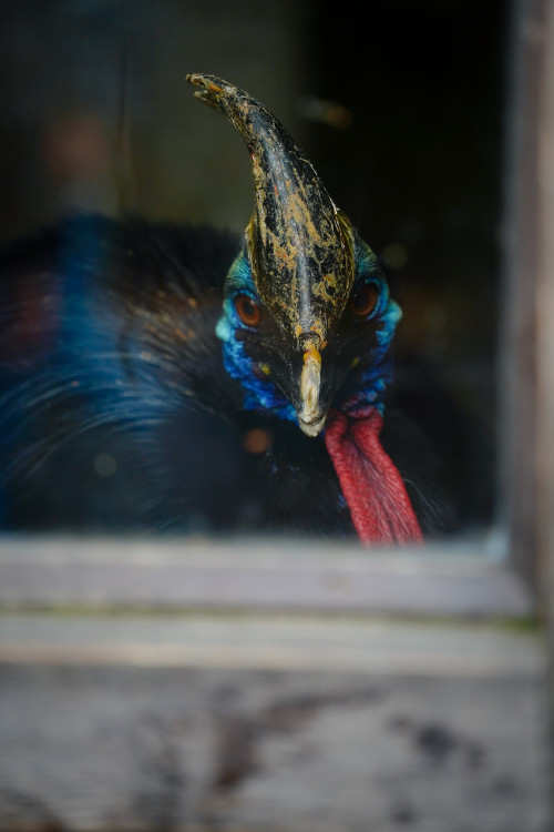 FOTOGALERIE: Podzim v pražské zoo