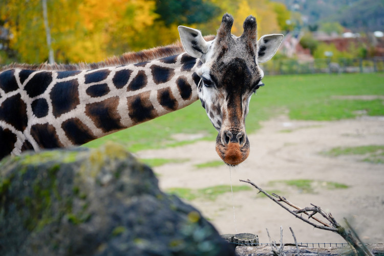 FOTOGALERIE: Podzim v pražské zoo