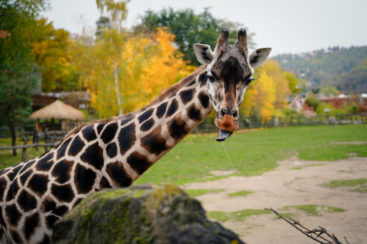 FOTOGALERIE: Podzim v pražské zoo