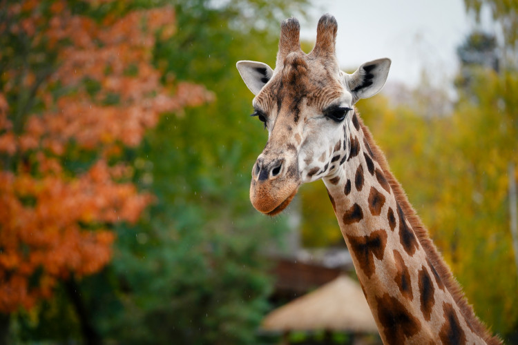 FOTOGALERIE: Podzim v pražské zoo