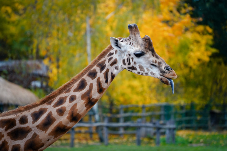 FOTOGALERIE: Podzim v pražské zoo