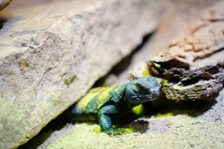 FOTOGALERIE: Podzim v pražské zoo