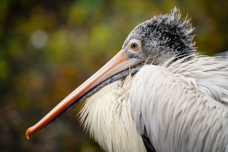 FOTOGALERIE: Podzim v pražské zoo