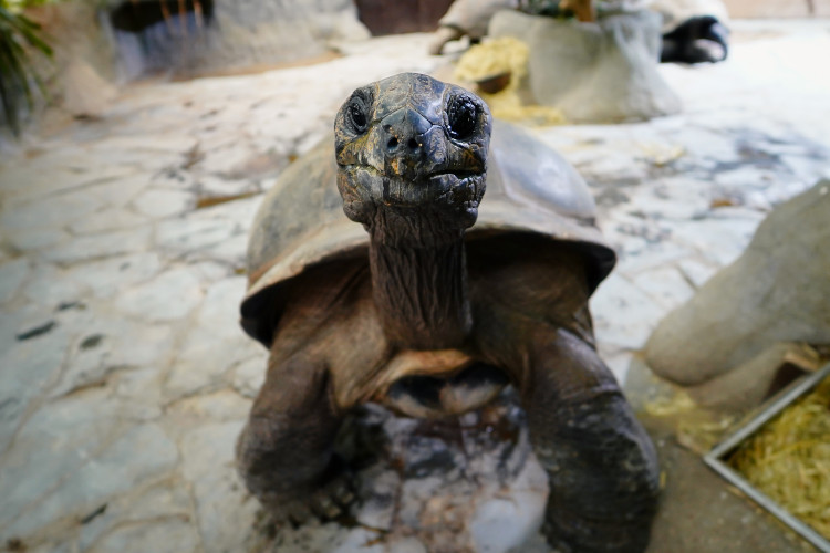 FOTOGALERIE: Podzim v pražské zoo