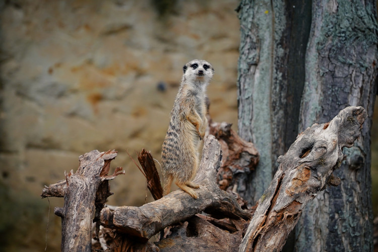 FOTOGALERIE: Podzim v pražské zoo