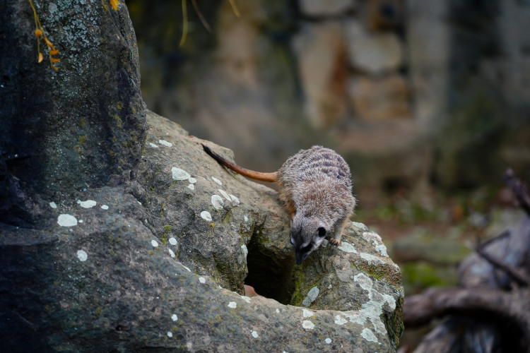 FOTOGALERIE: Podzim v pražské zoo