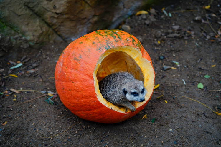 FOTOGALERIE: Podzim v pražské zoo