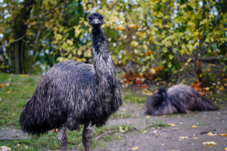 FOTOGALERIE: Podzim v pražské zoo