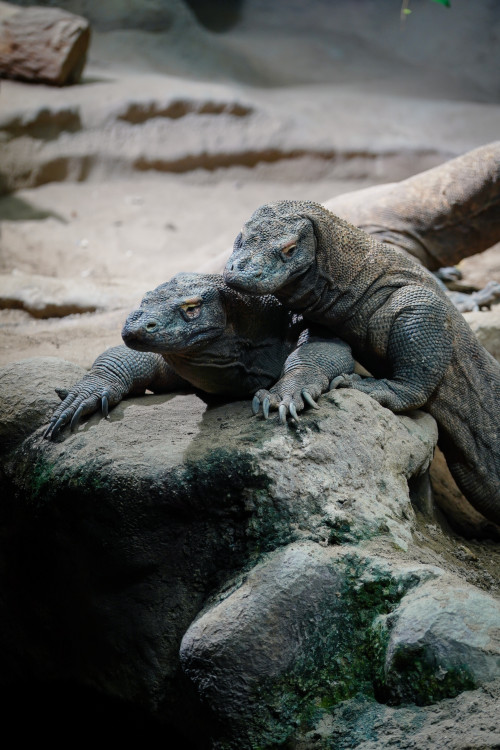 FOTOGALERIE: Podzim v pražské zoo