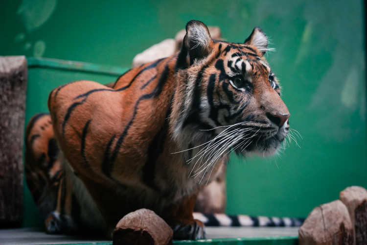 FOTOGALERIE: Podzim v pražské zoo