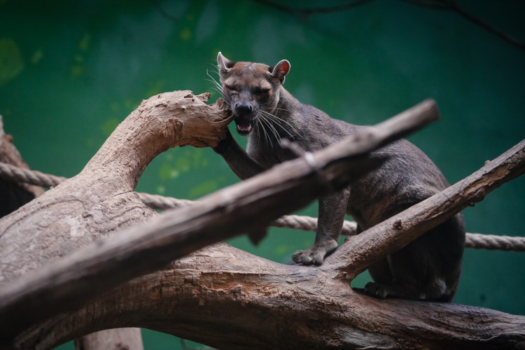 FOTOGALERIE: Podzim v pražské zoo