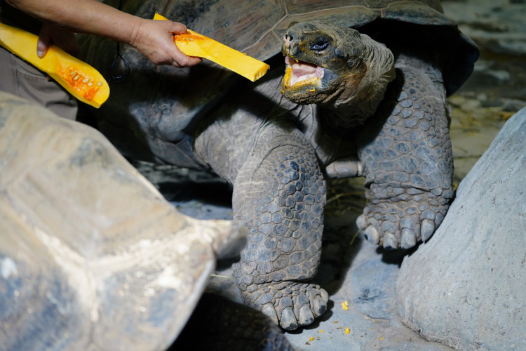 FOTOGALERIE: Podzim v pražské zoo
