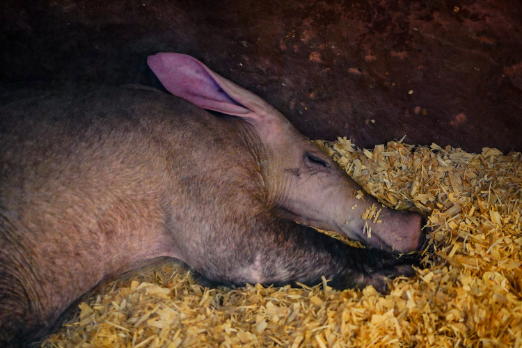 FOTOGALERIE: Podzim v pražské zoo