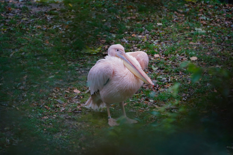 FOTOGALERIE: Podzim v pražské zoo