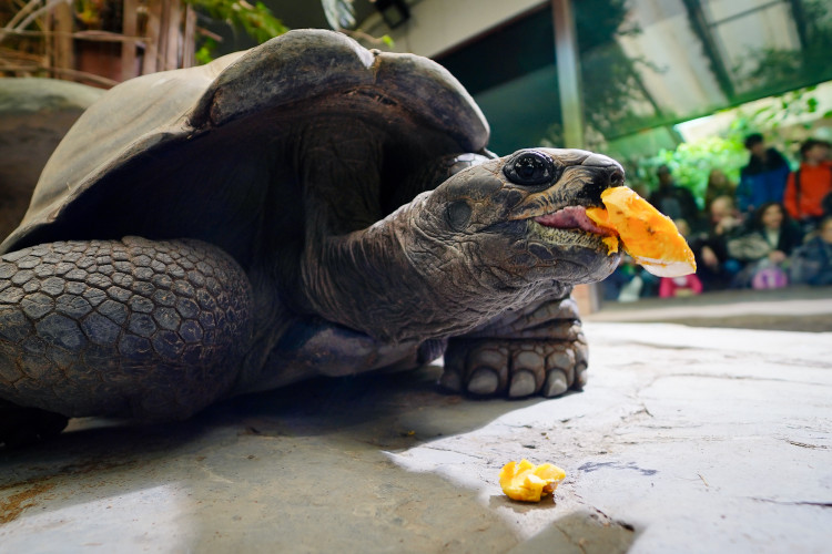 FOTOGALERIE: Podzim v pražské zoo