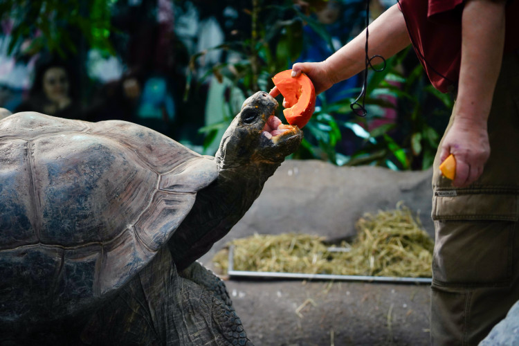 FOTOGALERIE: Podzim v pražské zoo
