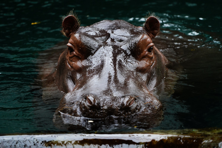 FOTOGALERIE: Podzim v pražské zoo