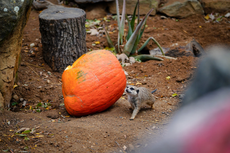 FOTOGALERIE: Podzim v pražské zoo