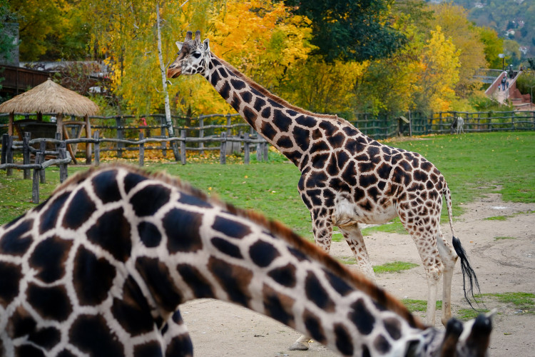FOTOGALERIE: Podzim v pražské zoo