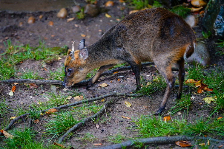 FOTOGALERIE: Podzim v pražské zoo