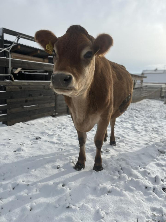 FOTO: Brno a okolí dnes zasypal sníh. Podívejte se, jak to na jižní Moravě vypadalo