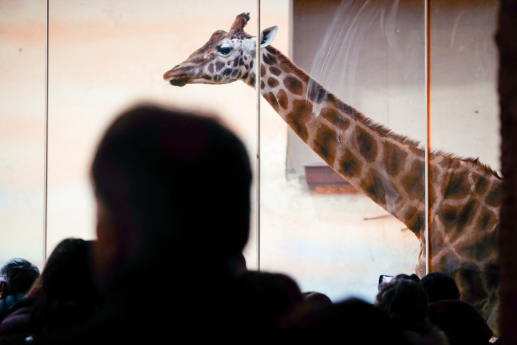 FOTOGALERIE: Vánoční stromky pro zvířata v pražské zoo