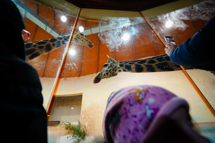 FOTOGALERIE: Vánoční stromky pro zvířata v pražské zoo