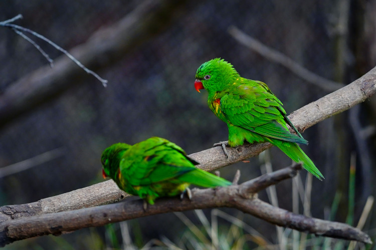 FOTOGALERIE: Vánoční stromky pro zvířata v pražské zoo