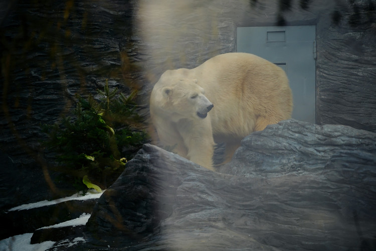 FOTOGALERIE: Vánoční stromky pro zvířata v pražské zoo